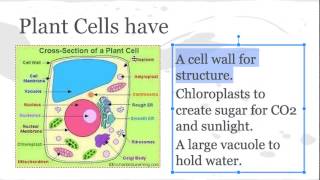 SEHS Bio 2.1 - Plant vs. Animal Cells