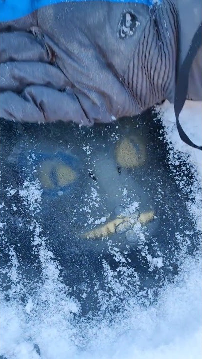 Found a Frozen Dinosaur under the ice! How did it get there?