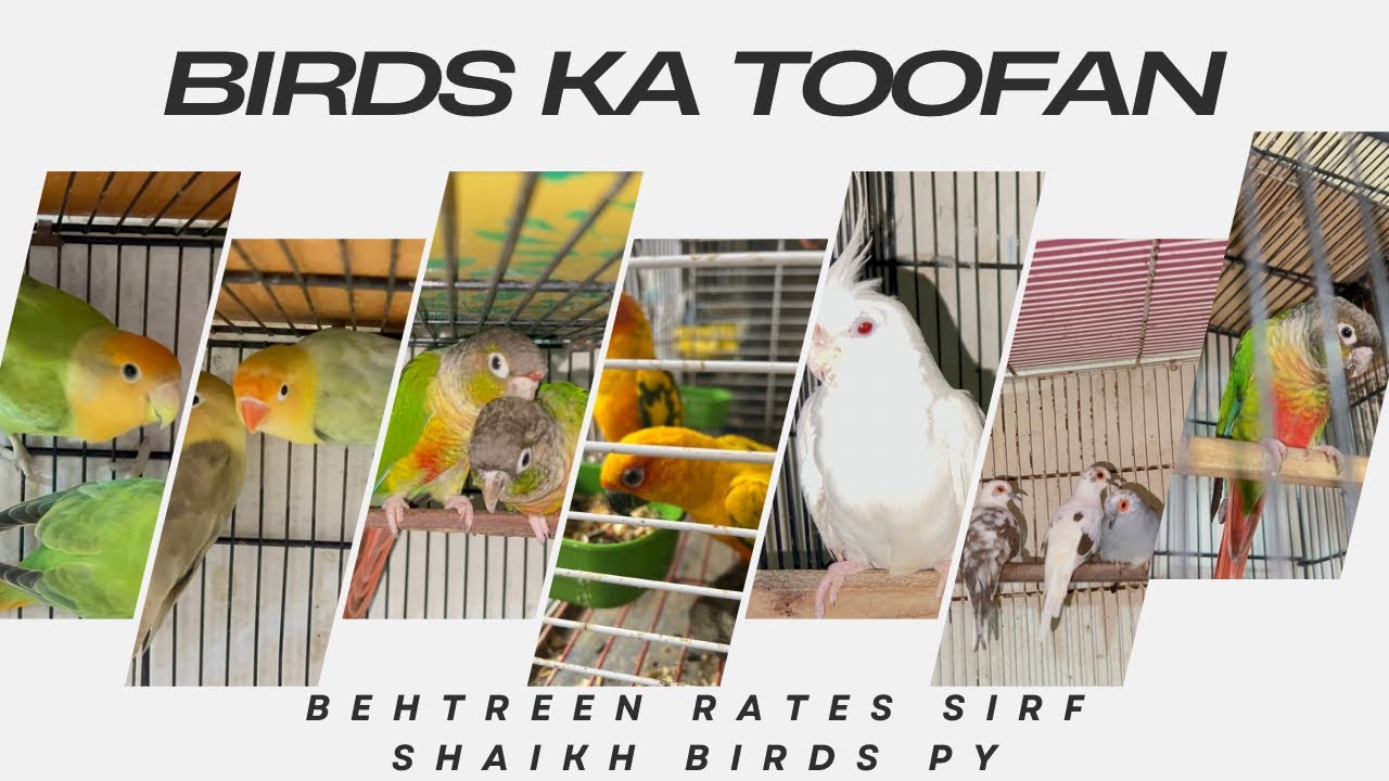 Birds ka toofan agya | itnq kam rate or guaranteed breeder pairs | sirf Shaikh Birds py |ab shoq kro