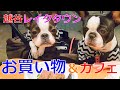 イオンレイクタウンで犬用品爆買い！お肉もたっぷり食べて幸せな休日【ボストンテリア・フレンチブルドッグ】