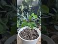 Aprajita plant propagation #shortsfeed #aprajita #plant #viral #shorts #gardening