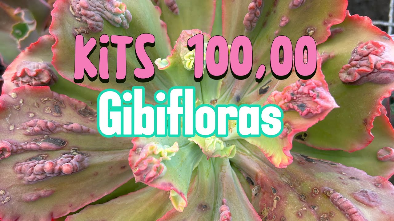 Kits promocionais liberados no catálogo pra vocês (27)99837-8894