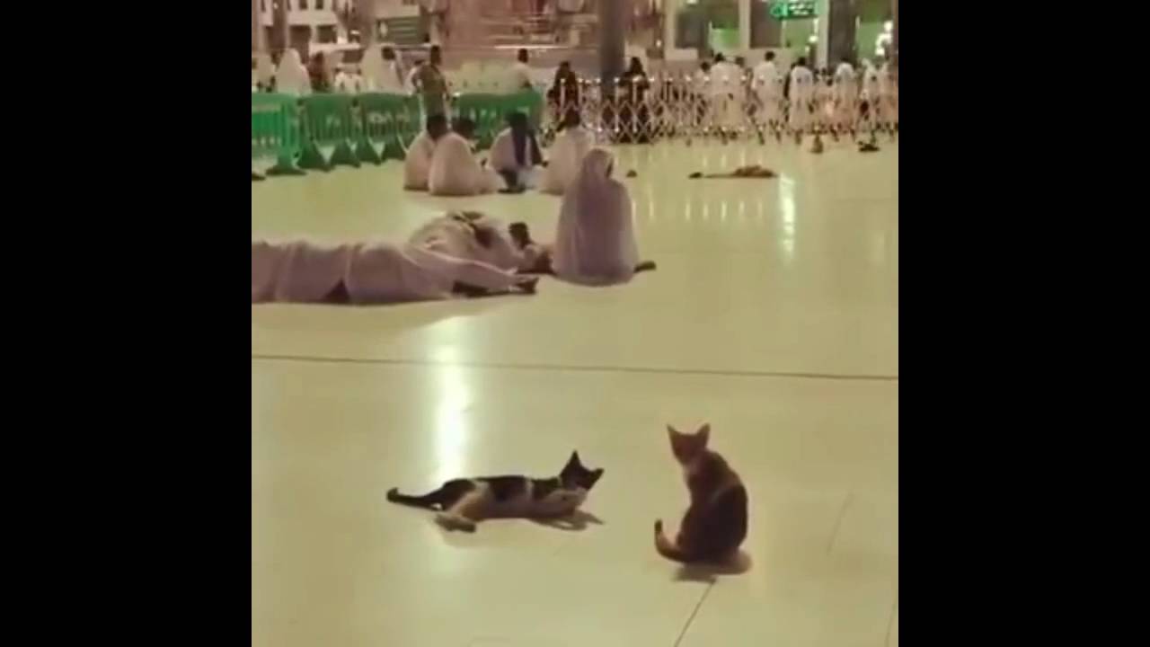 Subhanallah Ketika Kucing Bangunkan Jama ah Tertidur Saat 