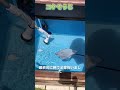 100均ブラシでコケ一掃！　錦鯉ビオトープ　金魚