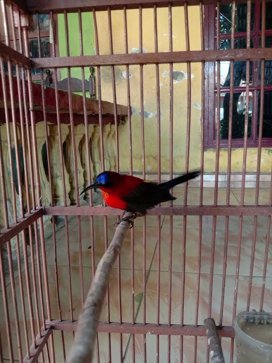 suara pikat burung sepah raja part 2