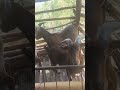Goats bring peace  #agrobusiness #goat #theothersideofmakebelieve