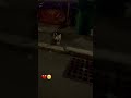 * “This stray cat never misses our nightly meeting 🌙”