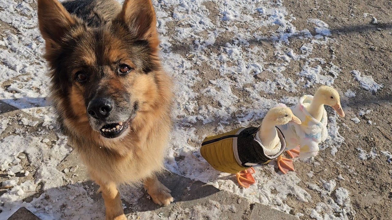 KACZKI UBRAŁY SWETERKI I KAMIZELKI - Trochę dzisiaj przymroziło 