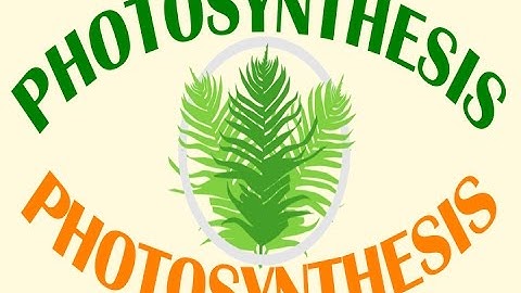 Factors That Affect the Rate of Photosynthesis | Biology for All | FuseSchool