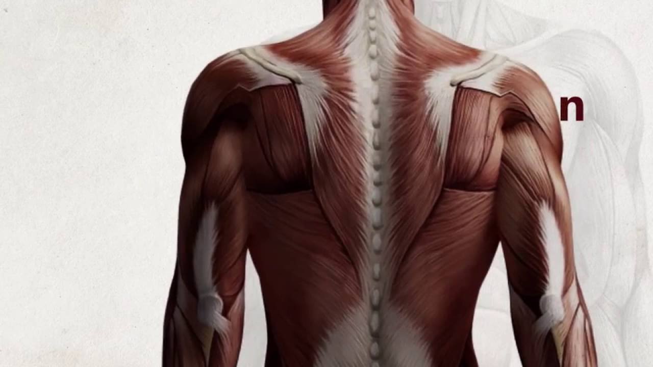 Chest Expansion YouTube
