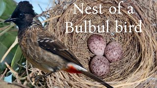Red-Vented Bulbul Babies | Complete Nesting Journey 🪹🪺🐦‍⬛ #birds #bulbul #nest #redventedbulbul  screenshot 5