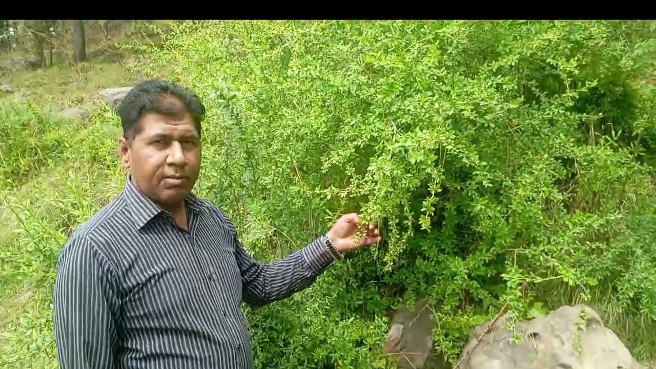 Berberis lyceum Local Names: Kala Sumblu, Zarishk, Darhaldمقامی نام: سومبل، سومبلو