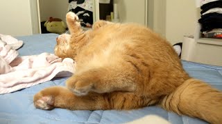 プリンのおしり（プリケツ）-Cute buttocks of Purin.