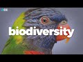 Biodiversity is collapsing worldwide. Here's why.