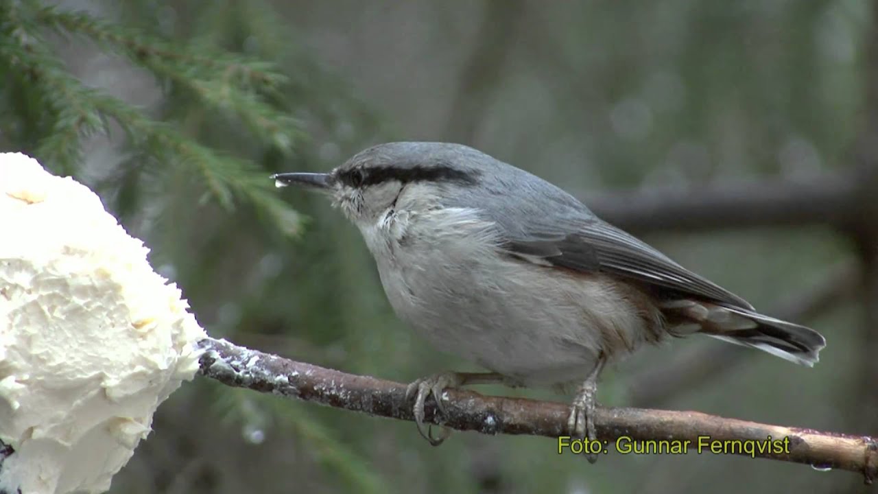 NÖTVÄCKA Eurasian Nuthatch (Sitta europaea) Klipp - 176 