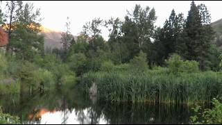 Blue Mountain Bigfoot Near Umatilla Forest