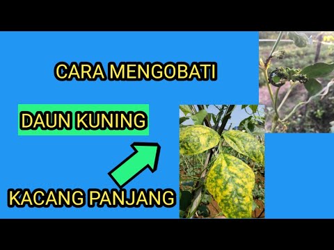 Video: Cara Mencairkan Tekstur Karamel