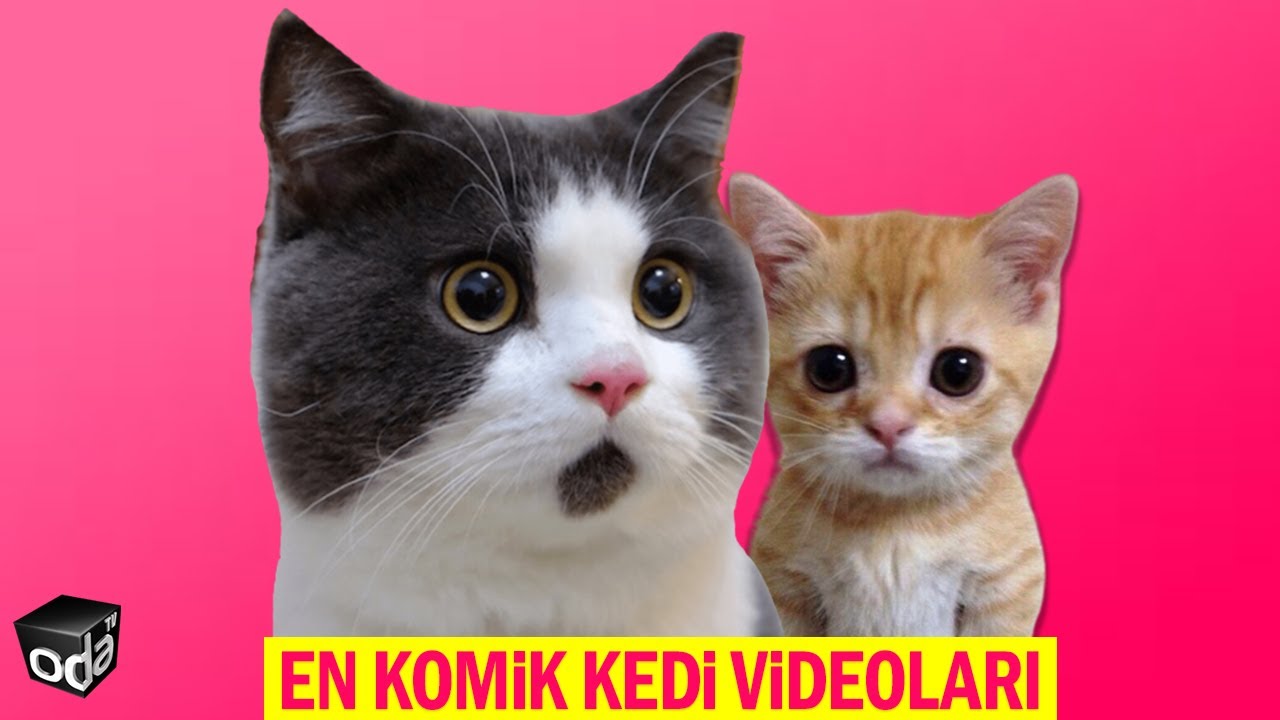 En Komik Kedi Videolari Youtube