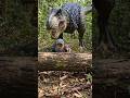 Use this audio for 📈 🦖#funny #dinosaur#viral#shortsfeed#jurassicworld#tranding#trendingshorts