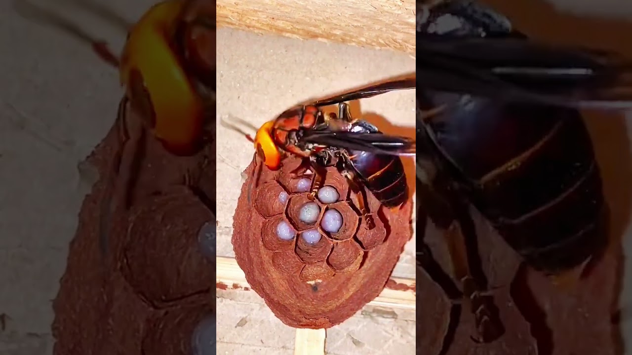 The nest building process of the queen wasp 