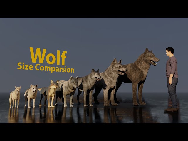 Wolf size comparsion class=