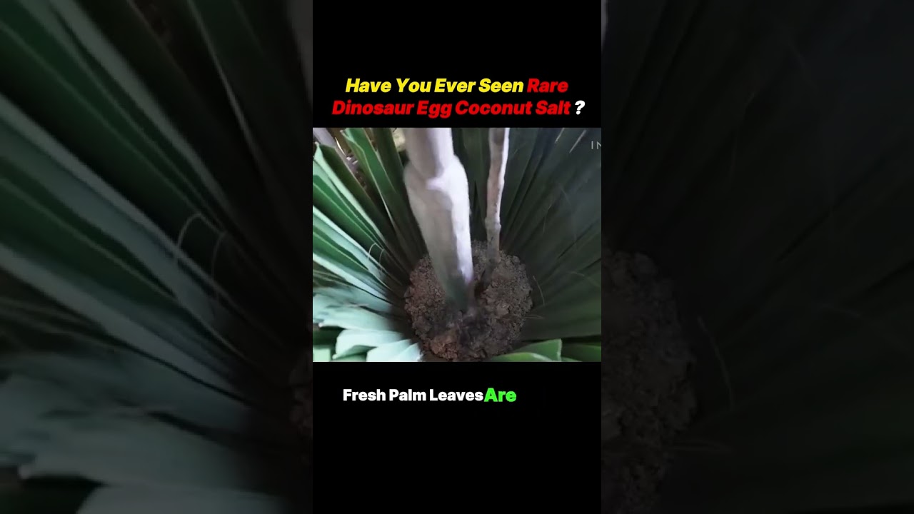 Most RARE salt in the world. DINOSAUR SALT