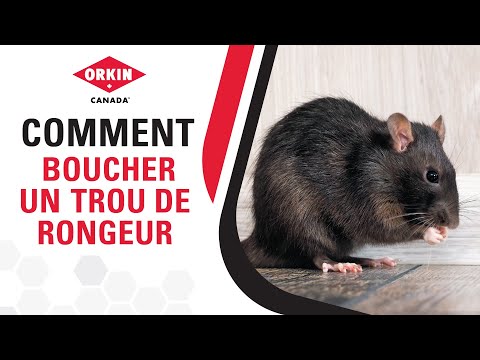 Vidéo: Qu'utilise Orkin pour se débarrasser des souris ?