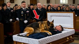 картинка: На Похоронах Служебная Собака K9 Прыгнула На Тело Ветерана — То, Что Случилось Дальше