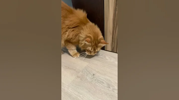 Watch the video about SCARY MONSTER 👹 #funnycats #animals #mainecoon #pets #asmr #cat #makeba #felix #funny #dualipa #fun