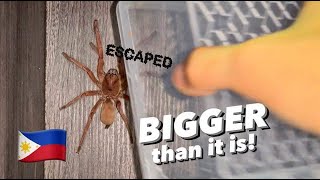 3 inches?? NO WAY! This ESCAPED tarantula is WAY BIGGER !!! by Exotics Lair 26,670 views 3 months ago 4 minutes, 27 seconds