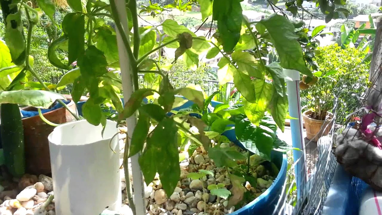 SmallScale Tilapia Aquaponics in Trinidad Video6 20130623 YouTube