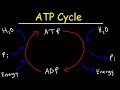The ATP Cycle: Energy Transformations in Cellular Processes