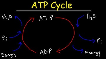 ATP Cycle