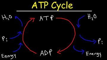 Co znamená ATP v textu?