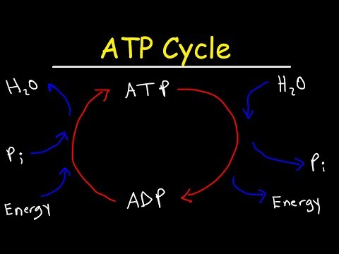 ATP Cycle