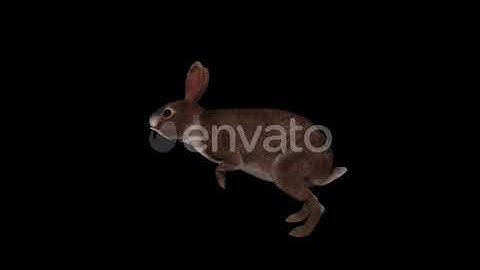 Wild Rabbit Run | Motion Graphics - Envato elements