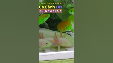 cá cảnh kỳ nhông nước axolotl #shorts