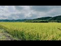 Kisachi / 枯葉 Autumn Leaves