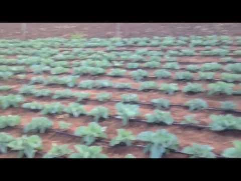 starke ayres cabbage farming