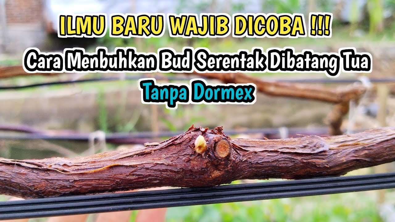 100% ILMU... Cara Menumbuhkan Tunas Anggur Dari Bud Dibatang Anggur Tua Tanpa Dormex‼️Kok Bisa❓