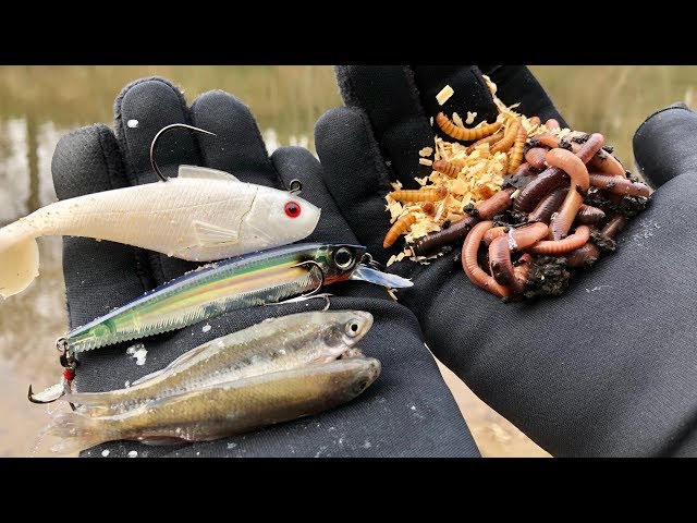 7 Best Bass Lures That Work Year Round