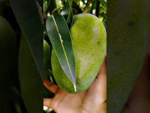 Mangoes have also +99999 aura....#youtubeshorts #aura .....