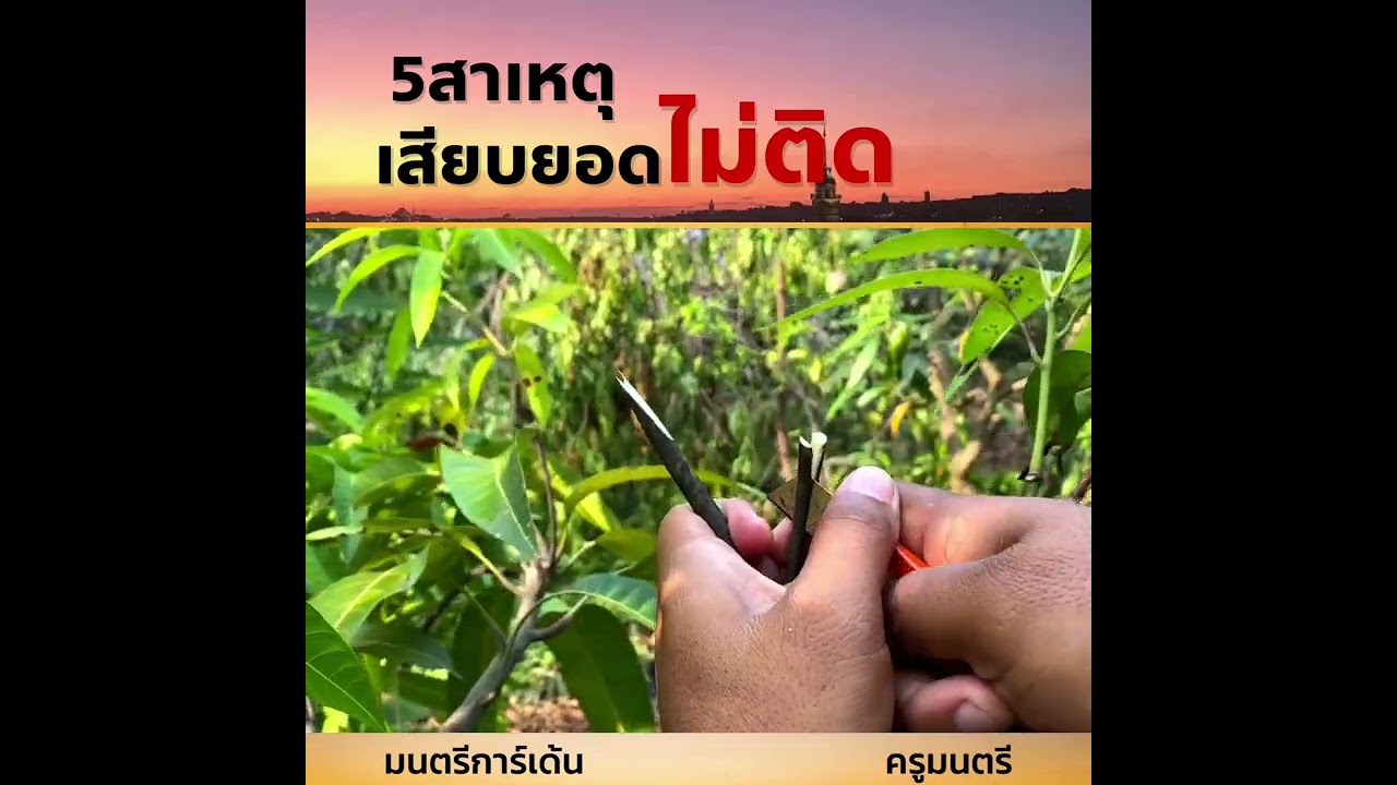 เสียบยอดไม่ติด