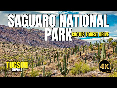 Video: Saguaro National Park: Phau Ntawv Qhia Ua tiav