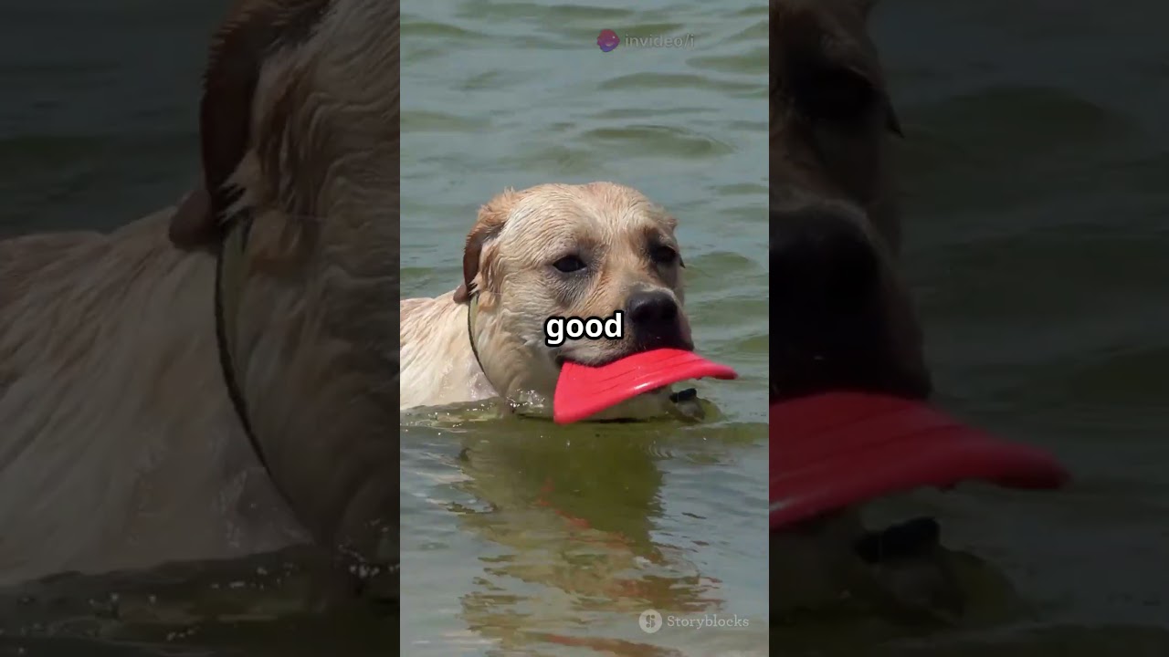 Do All Dogs Know How to Swim? 🐶🌊