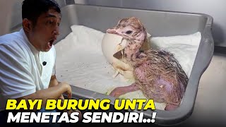 Download Lagu KEJUTAN BANGETT..!! BAYI BURUNG UNTA MENETAS DENGAN ALAMI..!! MP3 Download Lagu KEJUTAN BANGETT..!! BAYI BURUNG UNTA MENETAS DENGAN ALAMI..!! MP3