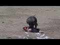 صقور الشاهين تقتل النورس على شاطئ
