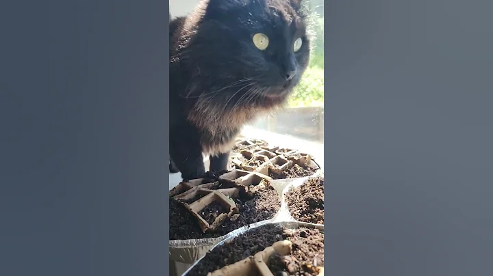 Watch the video about Will my Maine Coon Siberian cat destroy my seedlings?