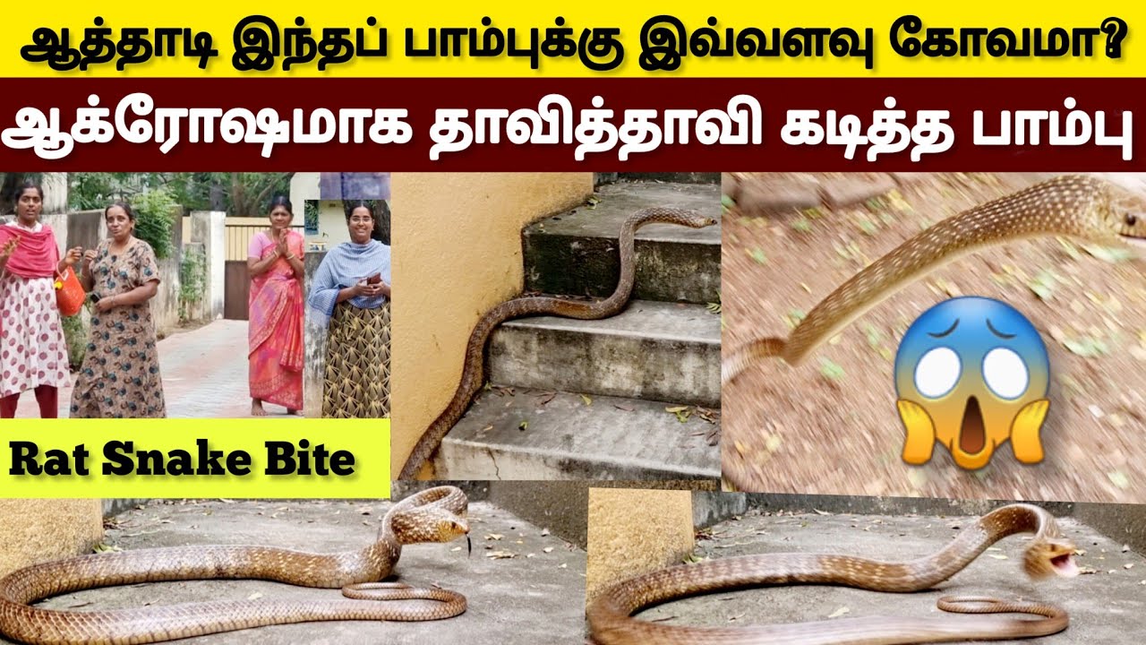 ஆத்தி என்னடா இது? | நல்ல பாம்பு போல் இந்த பாம்பு எப்படி ஆக்ரோஷமா கடிக்குது | ஆச்சரியம் இதை பாருங்கள்