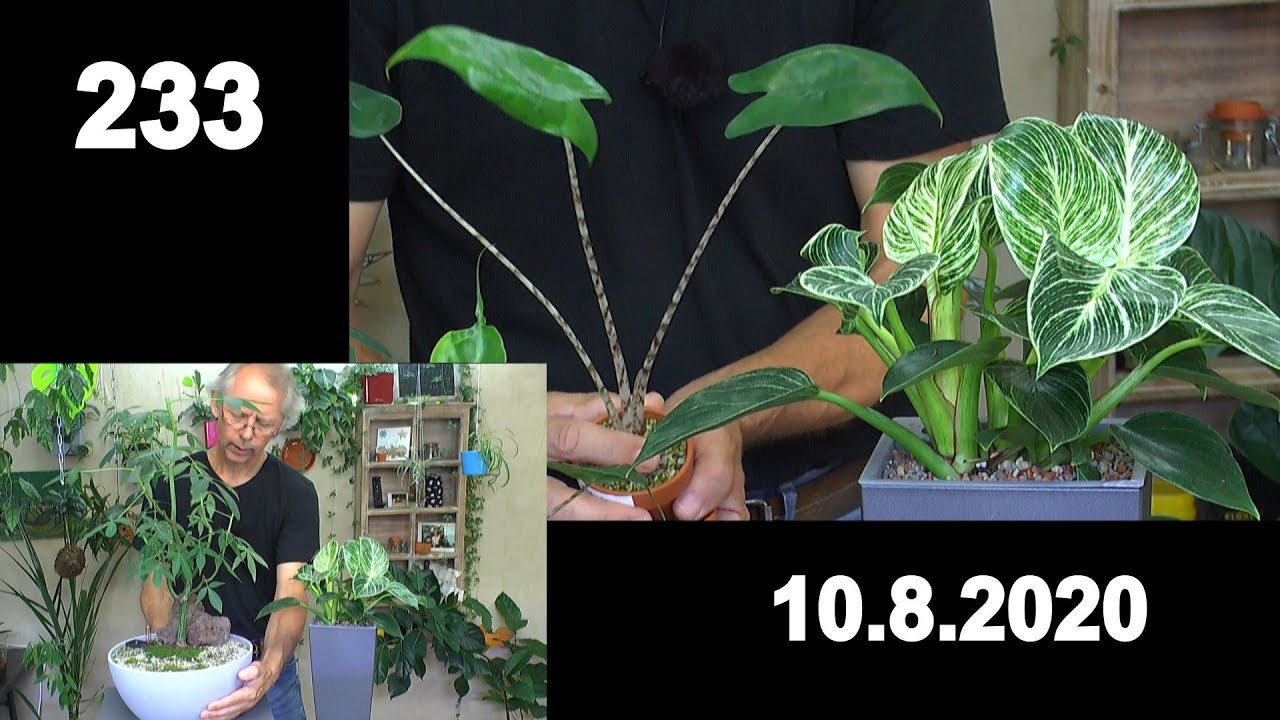 Zimmerpflanzen Kapok Bonsai schneiden. Dschungel Pflanzen Update und Alocasia Anzucht
